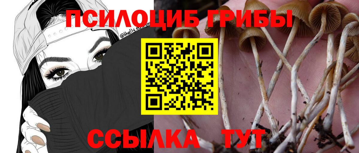 Галлюциногенные грибы GOLDEN TEACHER  Галлюциногенные грибы Cubensis  Новодвинск  Вход с VPN 